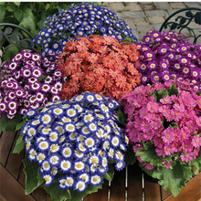 ~շNļNջN̨҃׷N⻨ݻNӻ