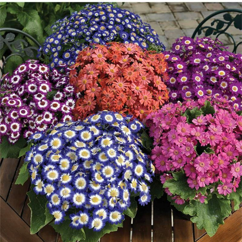 Семена хризантем для круглогодичного посева, семена хризантем для выращивания в горшках на балконе, простые в выращивании семена цветов для улицы.