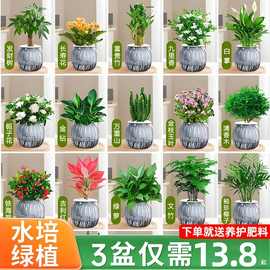 绿萝箩发财树绿植盆栽花卉室内吸除甲醛桌面水培懒人植物四季好养