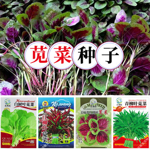 �t�׈A�~�{�����ļ����N��Ұ�������~�R�X�{�̨�ˈ@�r���߲˷N��