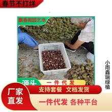 批发板栗苗 板栗苗嫁接品种 山东板栗苗基地 量多从优