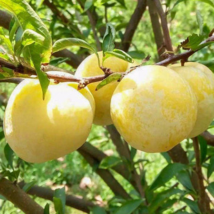 Base Wholesale Honey Plum Seedlings Rock Sugar Plum Saplings High Bee Sugar Plum Saplings Orchard Fruit Tree Survival Rate