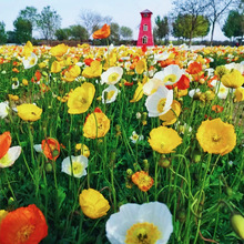 ������һ���ļ�ͥԺ��ɫ�N�ӻ����N���_���N�����ͺ����u��������