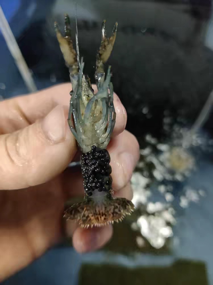 龙纹虾活体 单性繁殖 淡水观赏虾 宠物虾 螯虾 路上损耗包赔