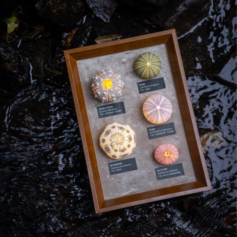 实木贝壳海胆DIY手工灯创意礼品桌面摆台节日生日礼物植物氛围灯