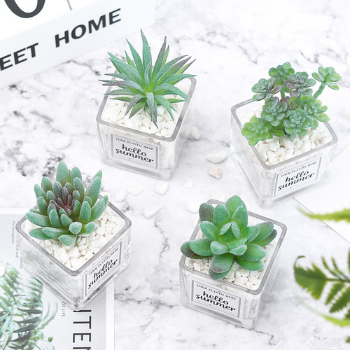 Small sword bergamot bonsai succulent plant potted ornaments glass basin succulent online store shooting props batch