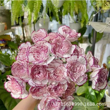 康乃馨花籽四季花卉观花植物易活室内外盆栽开花不断耐寒花种籽子