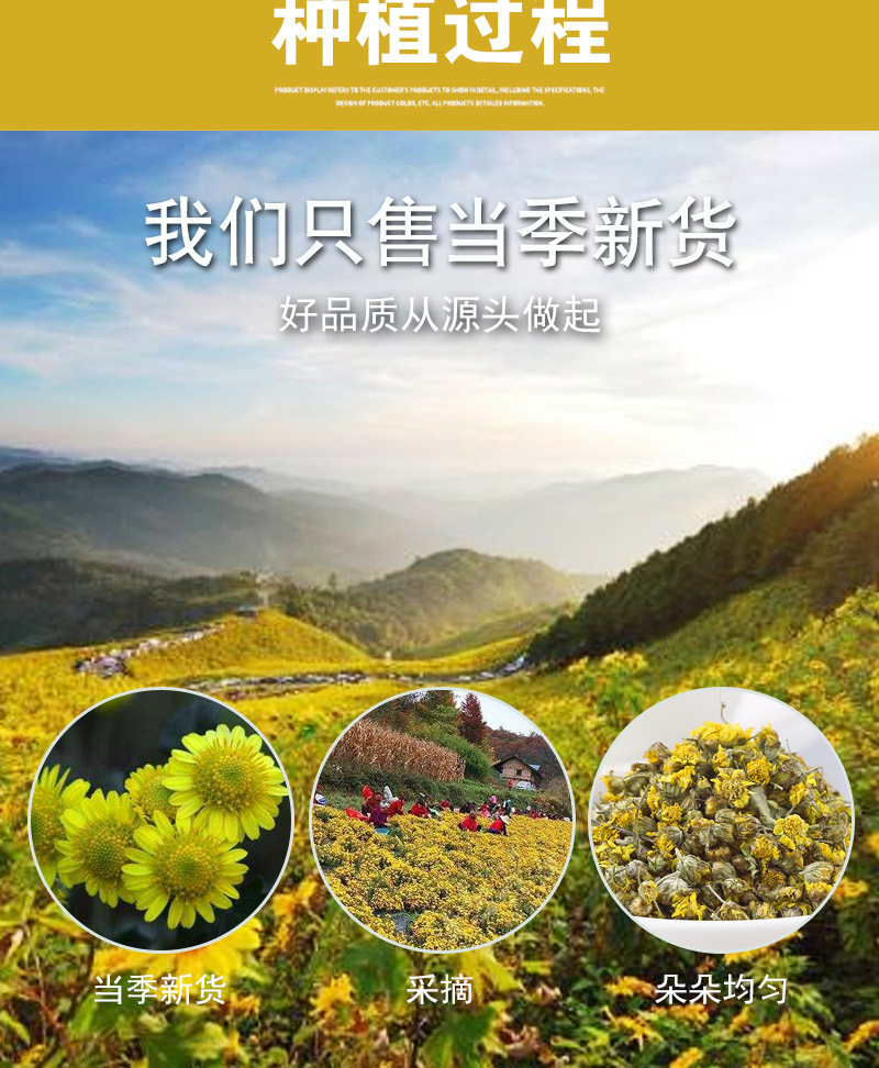 Wild Chrysanthemum Flower (Chrysanthemum indicum) — Dried Ye Ju Hua Herbal Tea, 500g Loose preparation