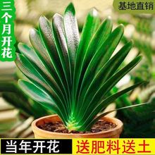 君子兰花君子兰盆栽君子兰苗四季常青植物室内办公室好养跨境电商