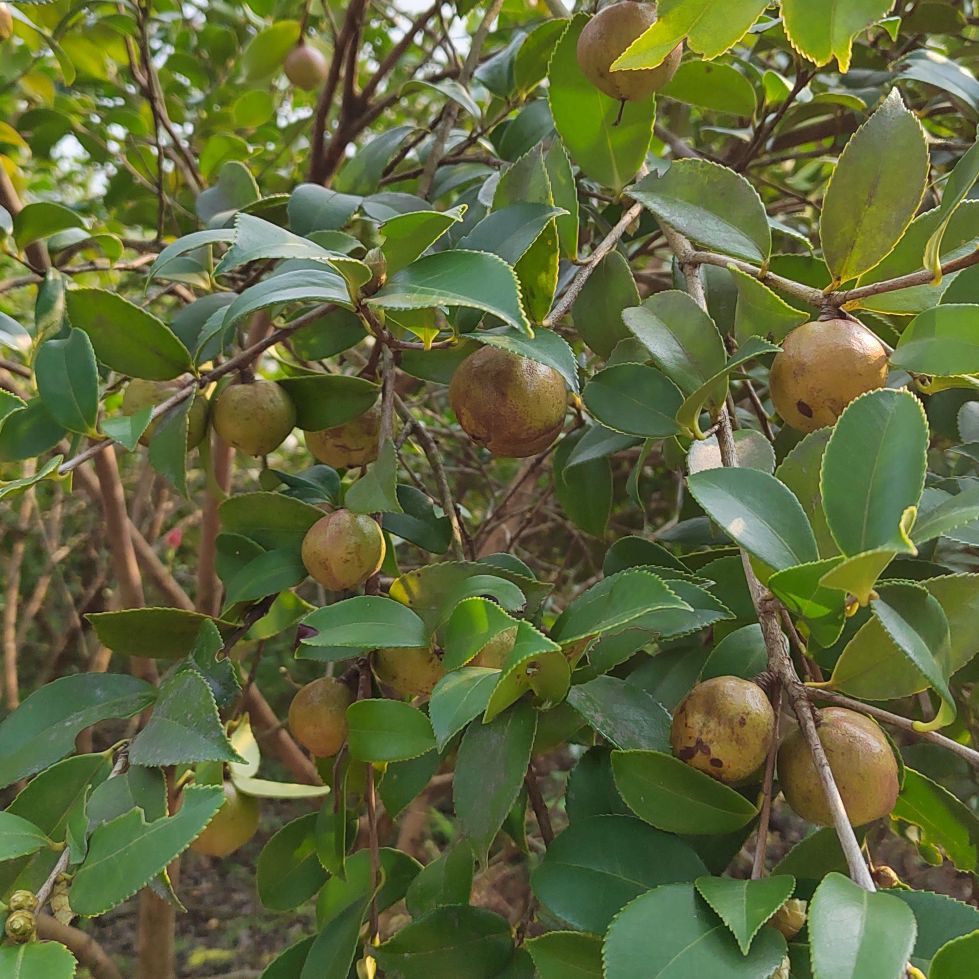 油茶籽鲜果大果中国清果