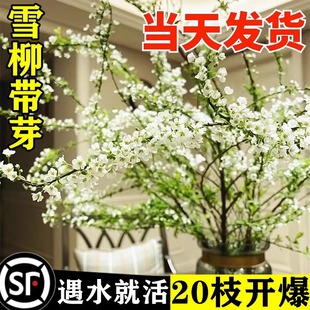 Double Snow Willow Dry Branches Fresh Branches Water Culture Flower Arrangement Hydroponic Plants Fresh Florals Indoor Potted Green Plants Dragon Willow Live Well