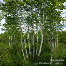 ט幤̘|ט岥NСе@^טr