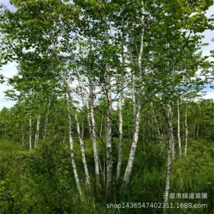 �����ט幤�̘����|���ט岥�NС���е���@���^�ט��r��