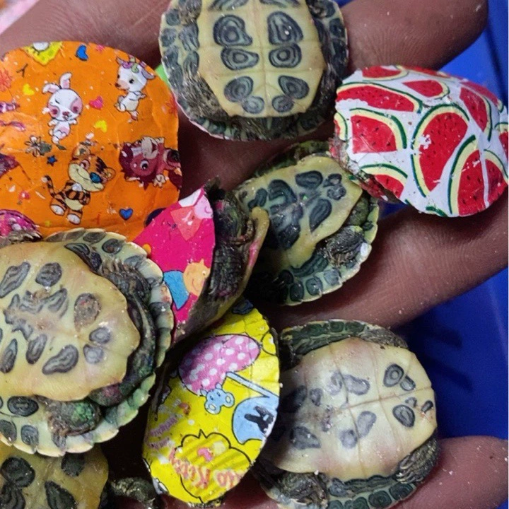 ornamental Brazilian Baby Turtle, colorful varieties, painted or original, with/without box