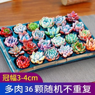 ����ֲ�����lС��WУ�׃��@��ͯ�Nֲ�W������С���ԾGֲ�Y�彩��