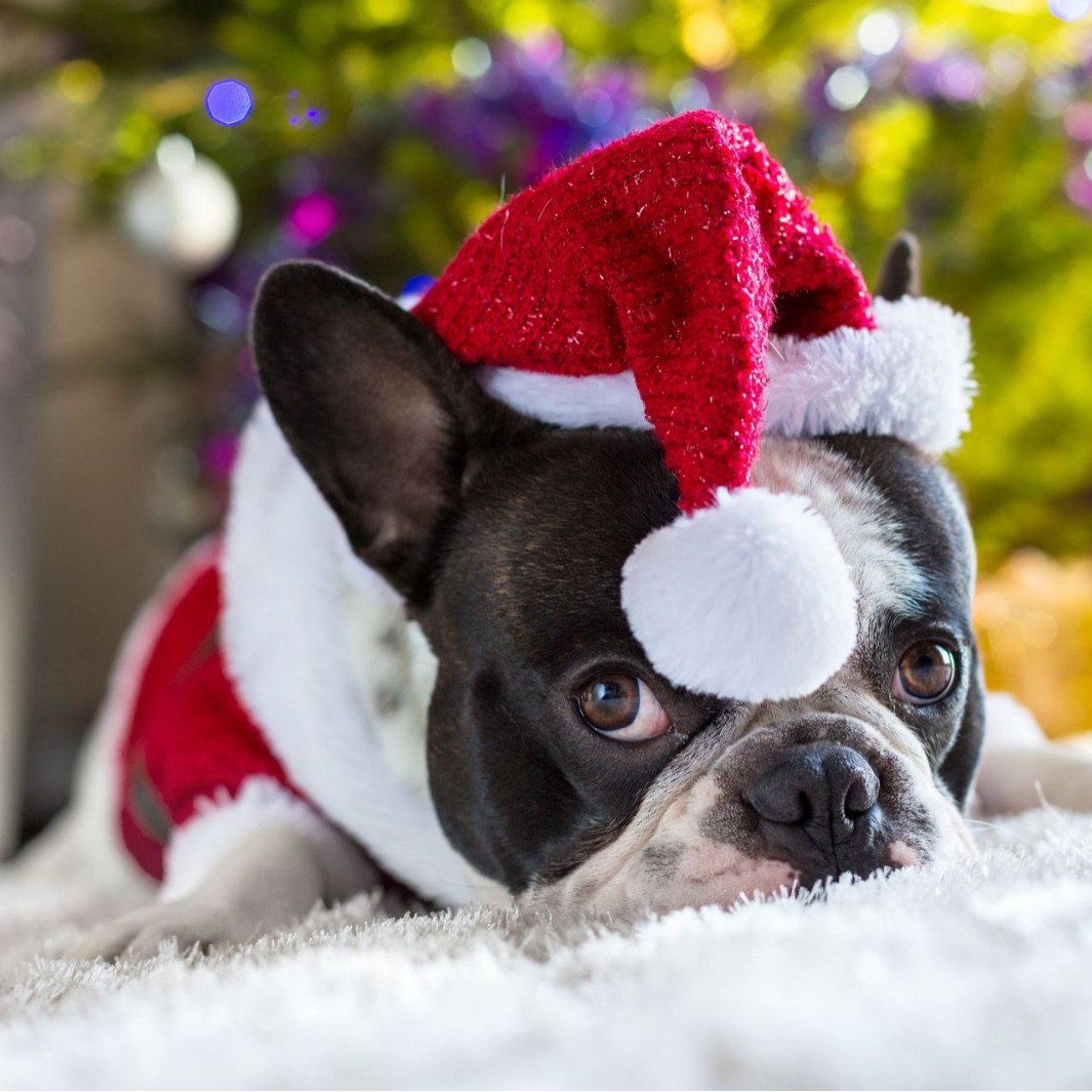 Mascotas transfronterizas sombreros de Navidad rojos perros gatos sombreros rojos mascotas sombreros de Navidad joyas de mascotas sombreros rojos