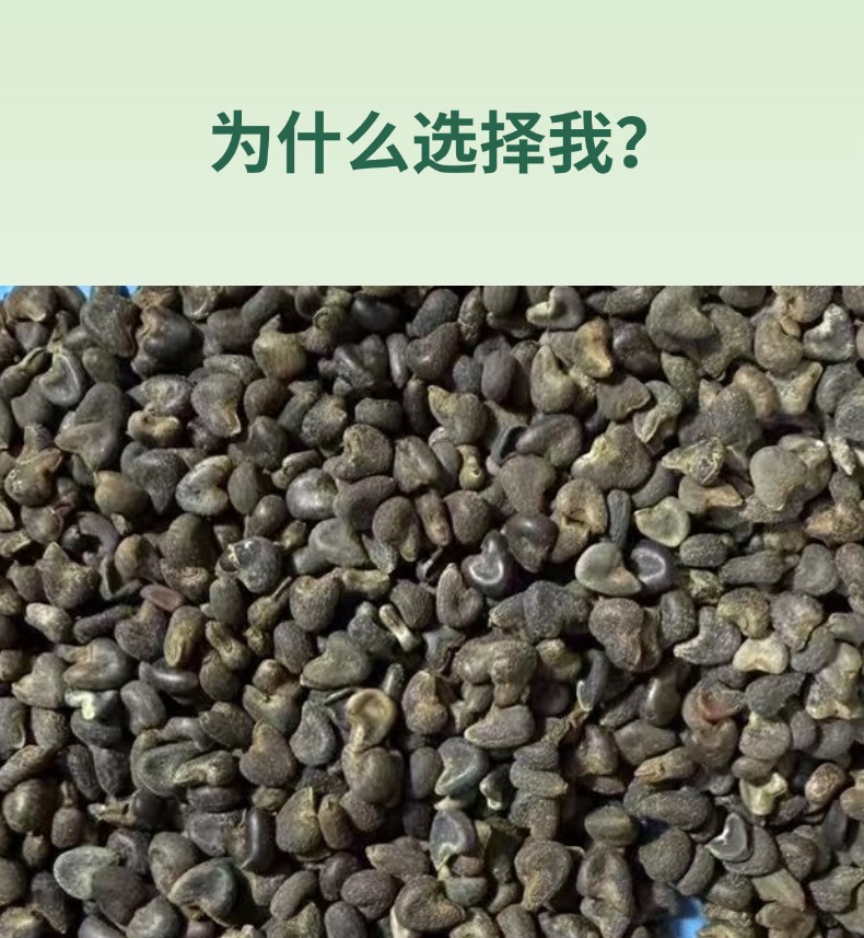 Dried Abutilon Seed Ma Guo Zi Qing Ma Zi Traditional Herbal Use 500g key features
