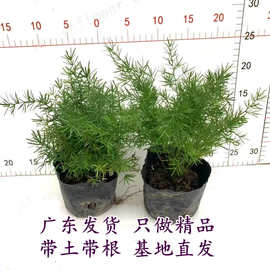 包邮天门冬盆栽中草药苗武竹天门冬观叶四季常青室内垂吊耐阴植物