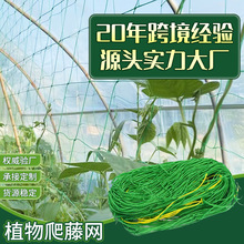 植物爬藤网绿色园艺方格子黄瓜吊瓜攀爬网支架菊花抗风抗倒伏网