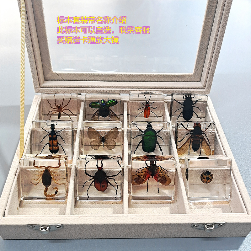 정사각형 곤충 12종 + 베이지색 선물 상자 옵션 + 돋보기