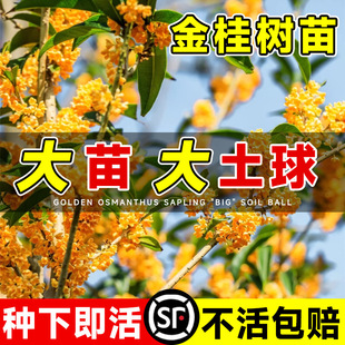 ���𻨘����������ļ����Ϙ�����ҹ���F����ֲ�ﻨ��ͥԺ����