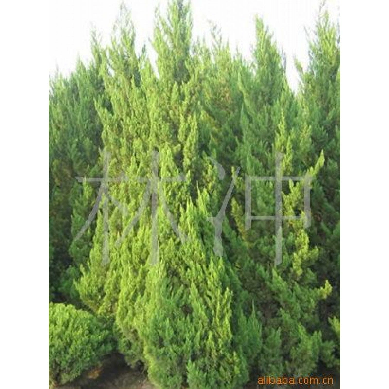 Поставка спирального дракона кипариса