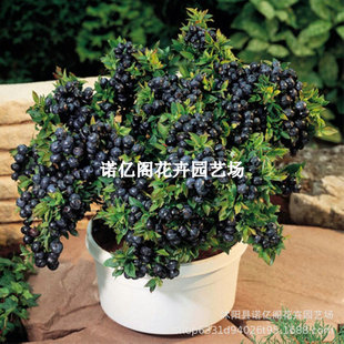 �����{ݮ�����ϱ����Nֲ�ϸ߅��{ݮ��������Ե����{ݮ�䮔��Y��