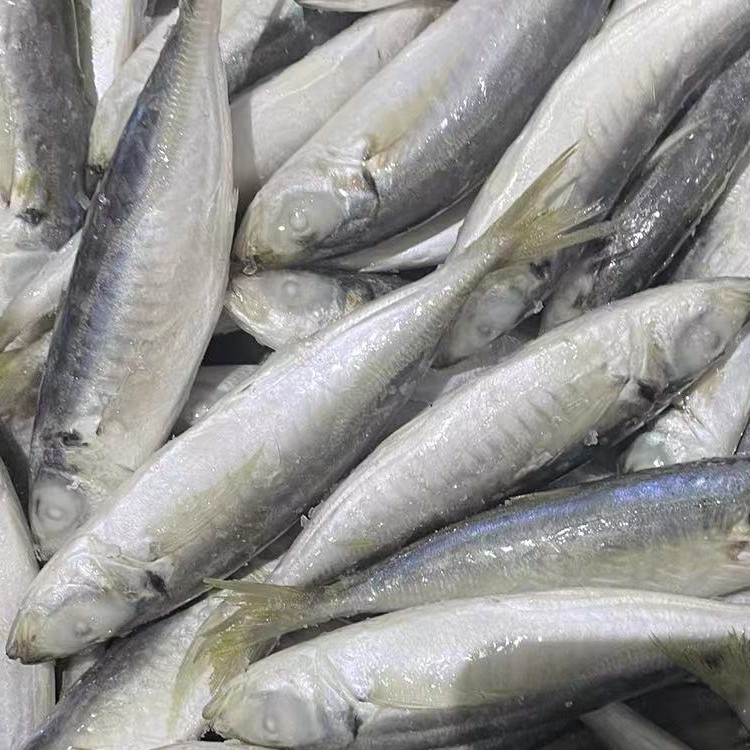 新鲜冷冻巴浪鱼 刺巴鱼 单冻 片冻 出口 批发