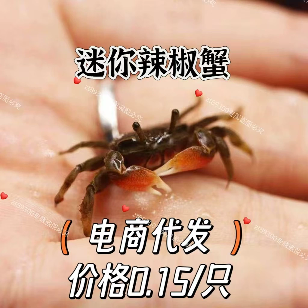 Маленький краб, декоративный краб, домашний краб, пресноводный аквариум, удаление водорослей, рептилия, инструмент для очистки фекалий домашних животных, декоративный краб в глубокой воде.