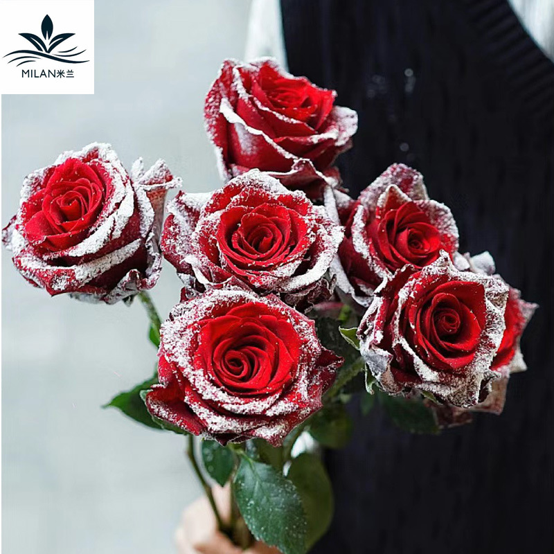 Ramo de Navidad spray de nieve Rosa Flor de aerosol floral aerosol pintado a mano spray de color copo de nieve aerosol colorante