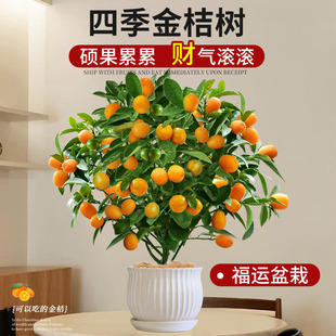 ��ۘ����Ԏ�����ʳ���ļ���Ƥ���Ә����҃ȿ͏d������ؔ�Gֲ����