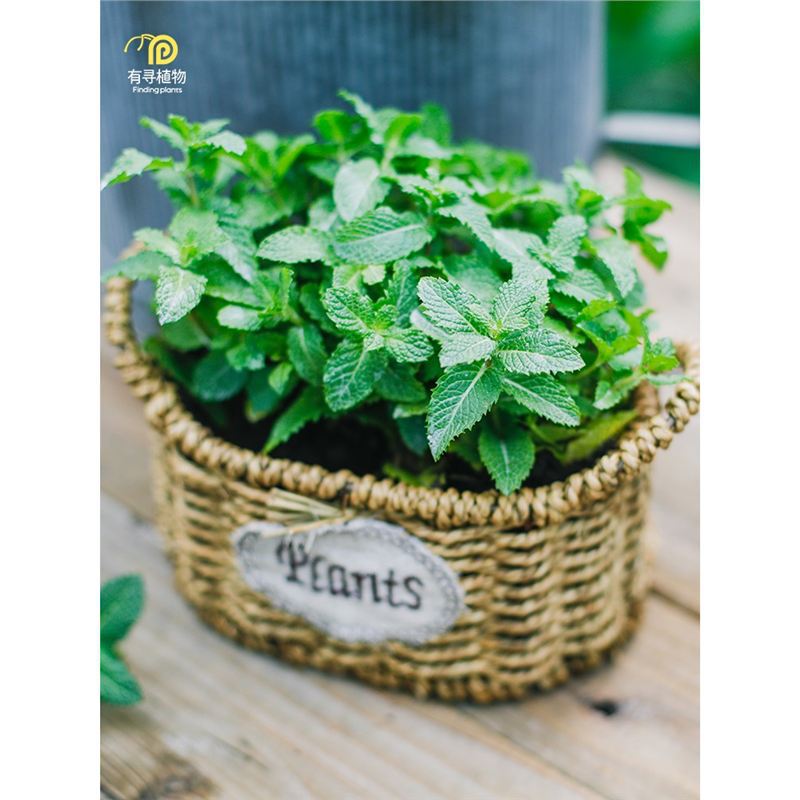 There Are Plants, Mint Potted Plants, Edible Herbs, Lemon Cat Mint, Courtyard Balcony Edible Seedlings, Indoor Mosquito Repellent There Are Plants, Mint Potted Plants, Edible Herbs, Lemon Cat Mint, Courtyard Balcony Edible Seedlings, Indoor Mosquito Repellent