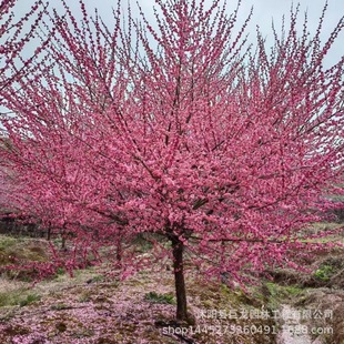 Base Low Price Direct Sales Green Plum Red Plum Green Plum Red Green Plum Seedlings Low Price Welcome to Buy