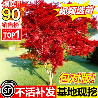 日本红枫盆景植物红舞姬树苗室内盆栽庭院四季红枫树别墅造型树苗