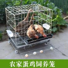 鸡笼子家用大号蛋鸡笼母鸡田鸡笼养殖笼网鸡舍窝折叠自动滚蛋鸡笼