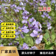 二月兰种子二月兰花籽诸葛菜二月蓝多年生宿根庭院耐寒耐阴