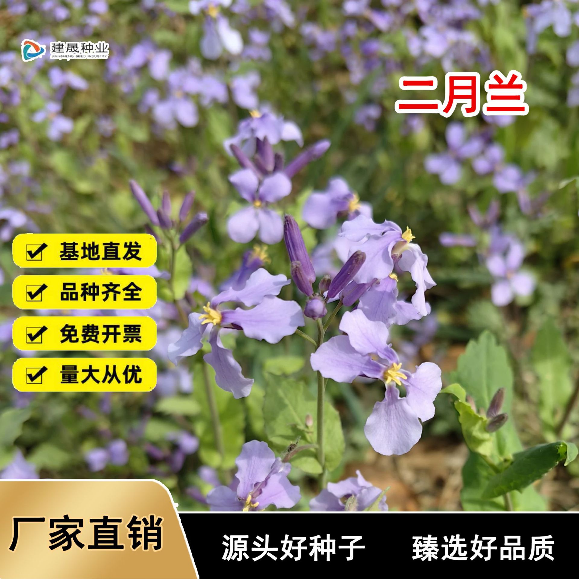 二月兰种子二月兰花籽诸葛菜二月蓝多年生宿根庭院耐寒耐阴