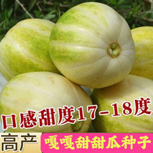 嘎嘎甜香瓜种子白皮黄瓤脆嫩高糖早熟农家老品种春秋庭院大田播种