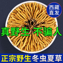 虫草旗舰店克西藏干新鲜野生冬虫夏草礼盒装正头期