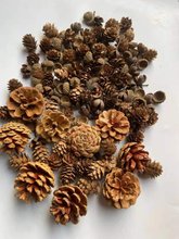 �ɹ������ɘ�֦��ͯ�ֹ����ϭh������ɭ��ԭľ�ɻ��׃��@�b�