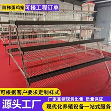 热镀锌阶梯蛋鸡笼自动化框架式育雏笼三层四层立体式防锈养殖笼具