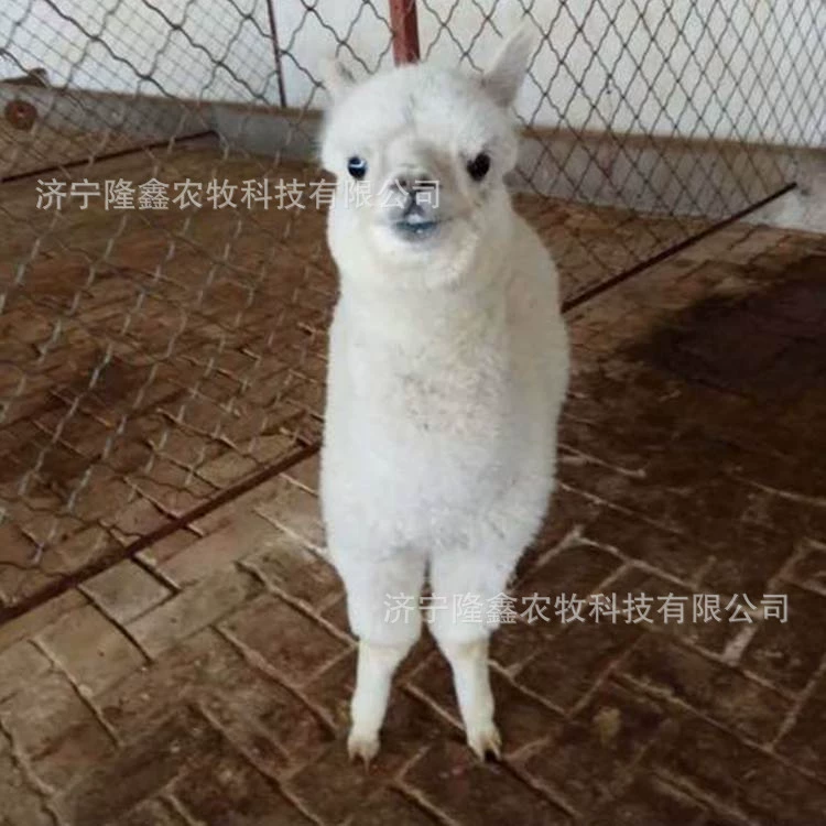 Поставка Sika олень Страус Павлин пони верблюд цена Прокат Животных Альпака жить сколько стоит