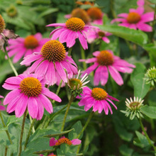 ���l�������޸��ջ��N���ϻ��ɹ������F�շN���ͺ������N��