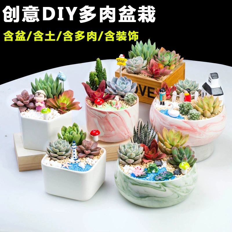 Набор суккулентов: комбинация суккулентов в керамических горшках, комплект для мероприятий компании, включает почву для горшков и комнатные зеленые растения.