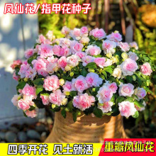 �P�ɻ��ݷN�ӻ�ɫָ�׻��N���ļ����NͥԺ�̨�����@С�^�G���_��