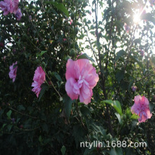 Gľõľͺ＾_ ľUľl