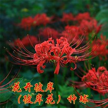种球批发彼岸花曼珠沙华种球颜色混色盆栽地栽 好养活石蒜庭院