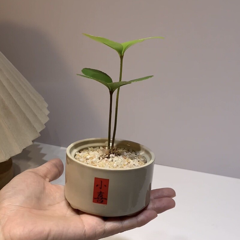 Lucky Clover Mexican Ironwood Lucky Clover Shade-Tolerant Office Desktop Green Plant Flower Potted Plant Radiation-Resistant Lucky Clover Mexican Ironwood Lucky Clover Shade-Tolerant Office Desktop Green Plant Flower Potted Plant Radiation-Resistant