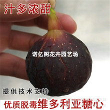 维多利亚无花果树苗黑果日本紫果糖心砂糖特大无花果苗耐寒北南方