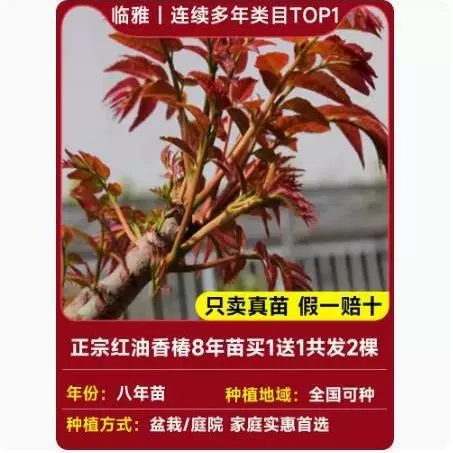Tuona (Toona sinensis) красно-листная саженец, съедобные ароматные весенние почки — саженцы 1–12 лет, 40–110 см
